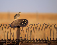 Prairie Chicken