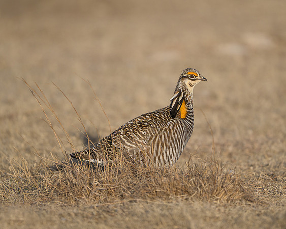 Prairie Chicken