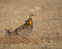 Prairie Chicken