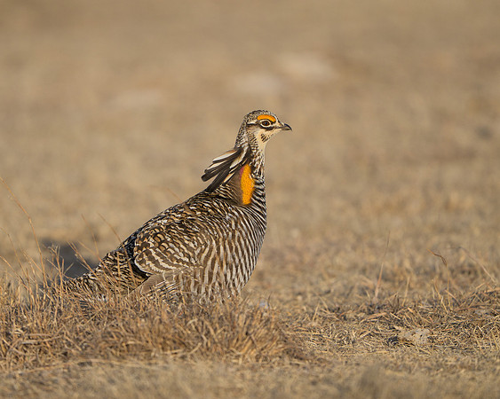 Prairie Chicken