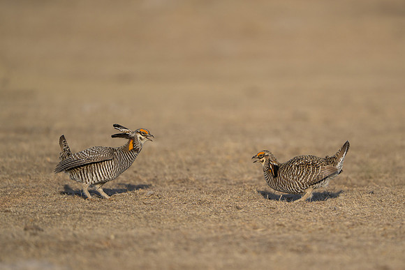 Prairie Chickens