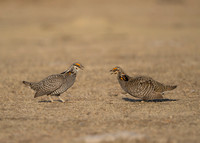 Prairie Chickens