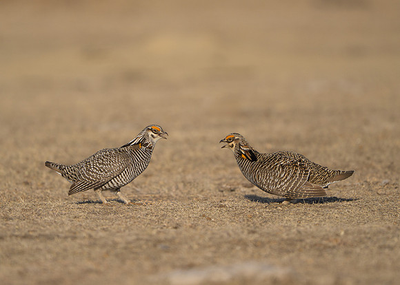 Prairie Chickens