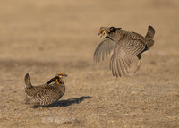 Prairie Chickens