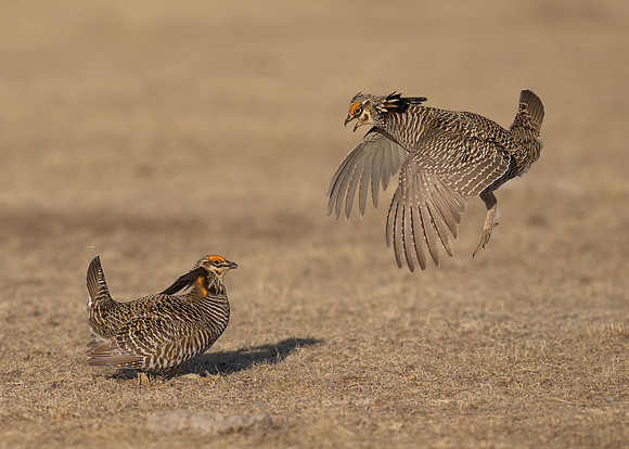 Prairie Chickens
