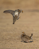 Prairie Chickens