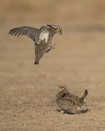 Prairie Chickens