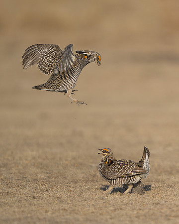 Prairie Chickens