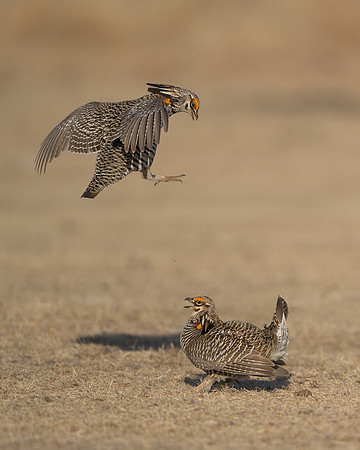 Prairie Chickens