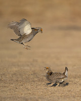 Prairie Chickens