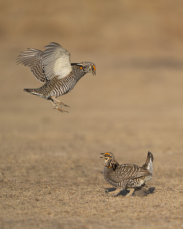 Prairie Chickens