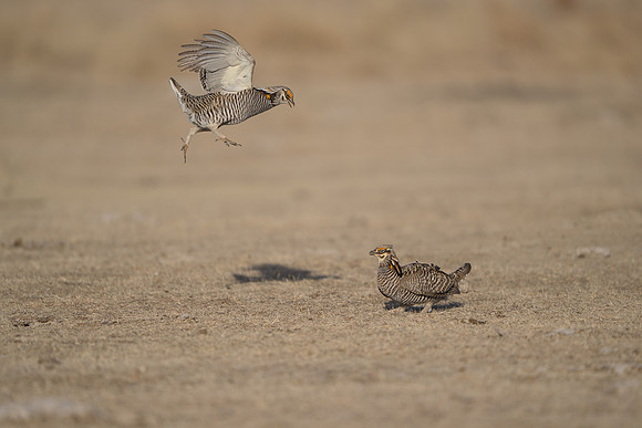 Prairie Chickens