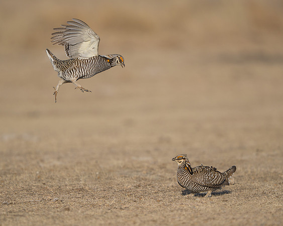 Prairie Chickens