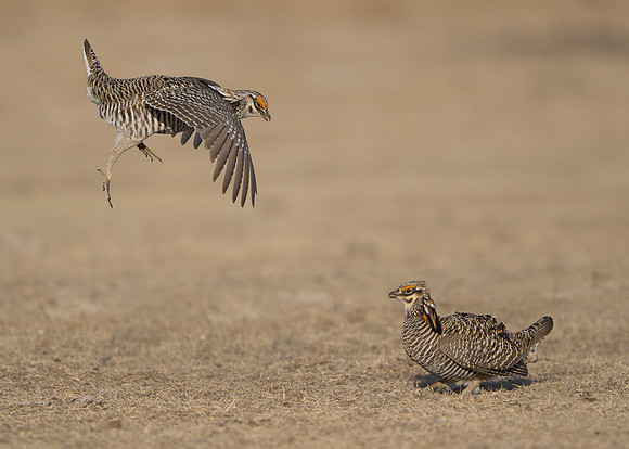 Prairie Chickens