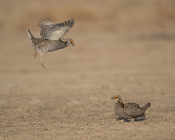 Prairie Chickens