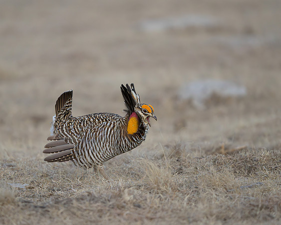 Prairie Chicken