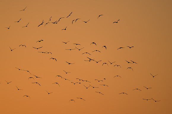 Sandhill cranes