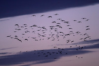Sandhill cranes