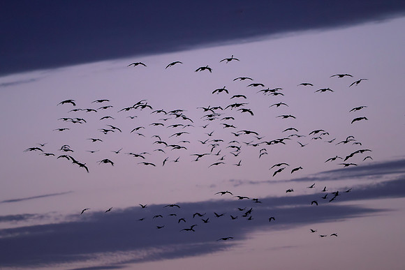 Sandhill cranes