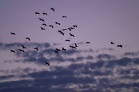 Sandhill cranes