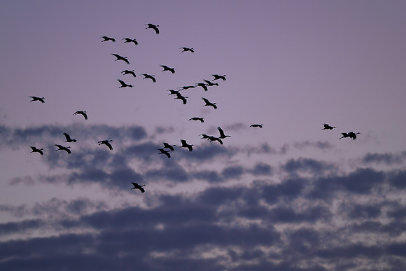 Sandhill cranes
