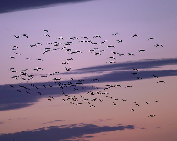 Sandhill cranes