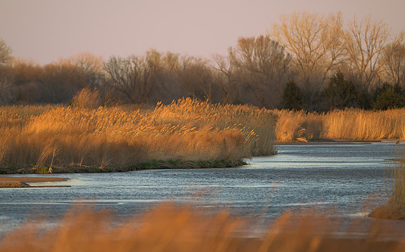 Sandhill cranes