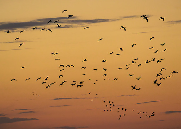 Sandhill cranes
