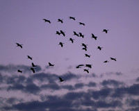 Sandhill Cranes