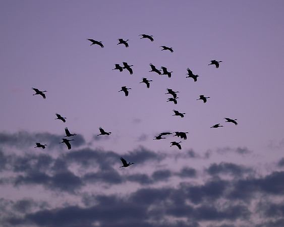 Sandhill cranes