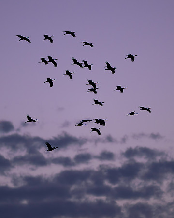 Sandhill cranes
