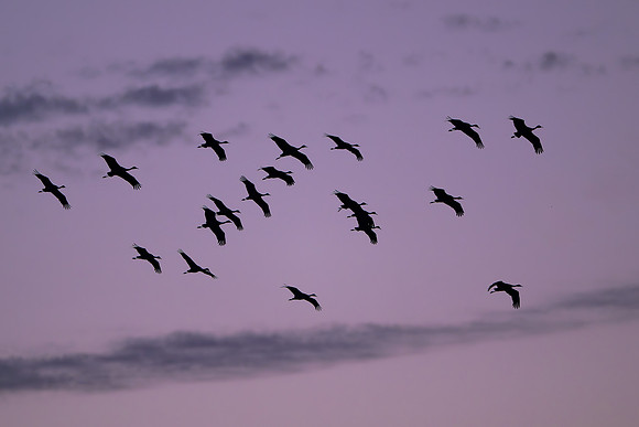 Sandhill cranes