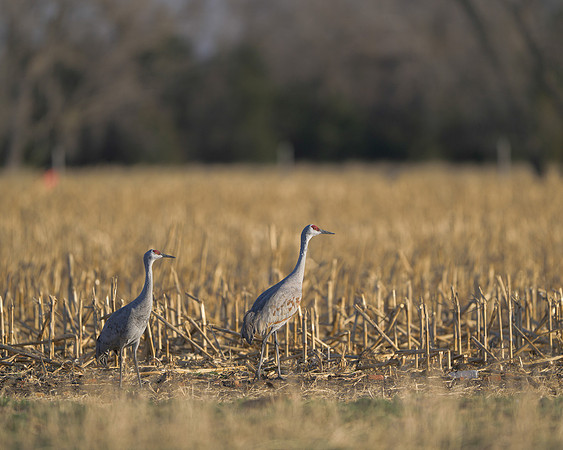 Sandhill cranes