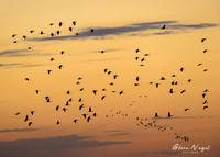 Sandhill cranes