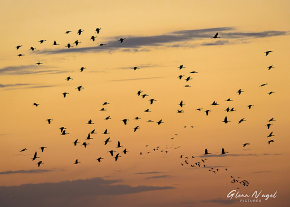 Sandhill cranes