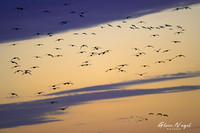 Sandhill cranes
