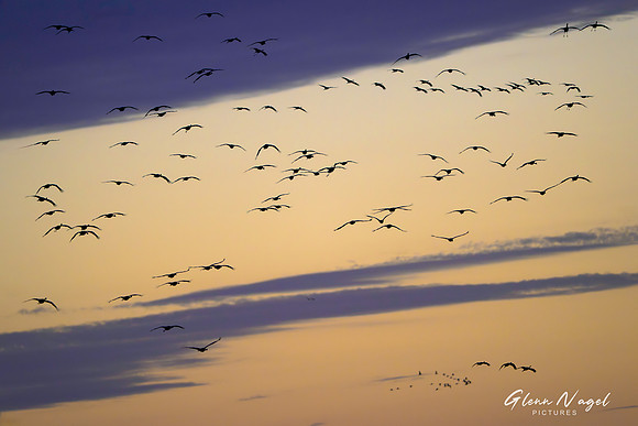 Sandhill cranes