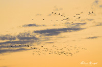 Sandhill cranes