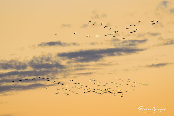 Sandhill cranes