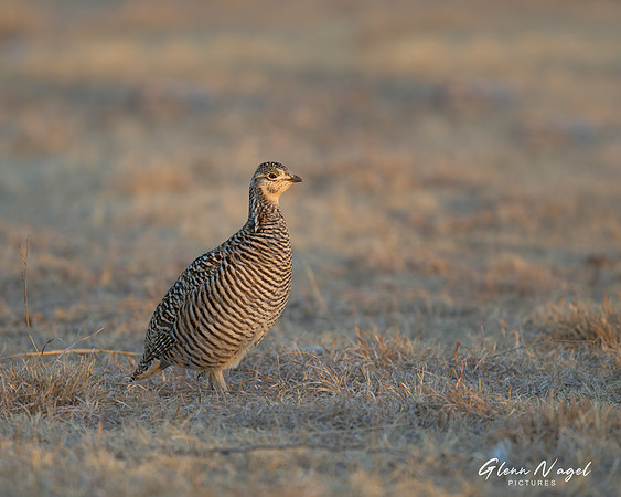 Prairie Chicken