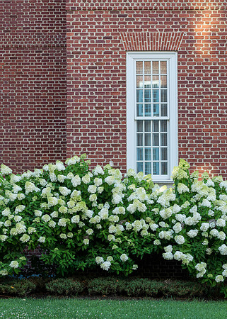 Flowers below windows