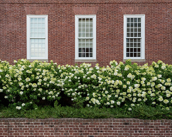 Flowers below windows