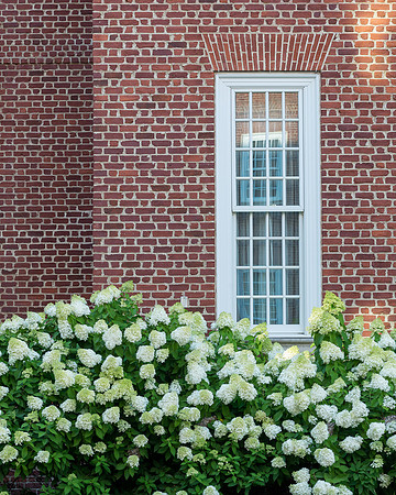 Flowers below windows