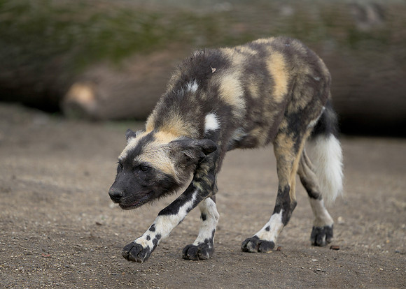 African Painted Dog