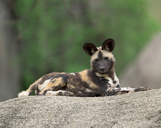 African Painted Dog