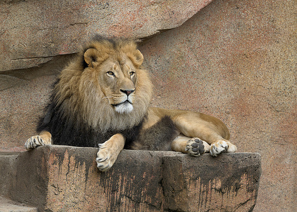 African Lion