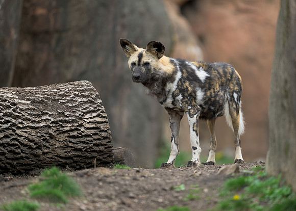 African Painted Dog