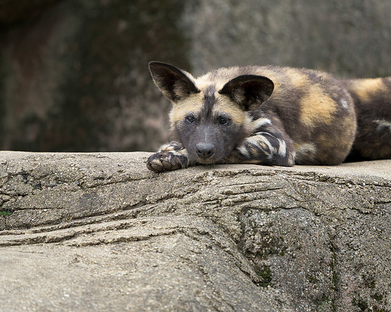 African Painted Dog