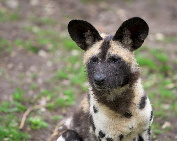African Painted Dog