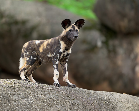 African Painted Dog